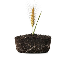 A single wheat plant growing from a soil block with roots visible.