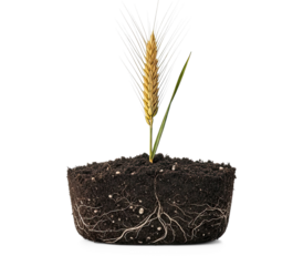A single wheat plant growing from a soil block with roots visible.