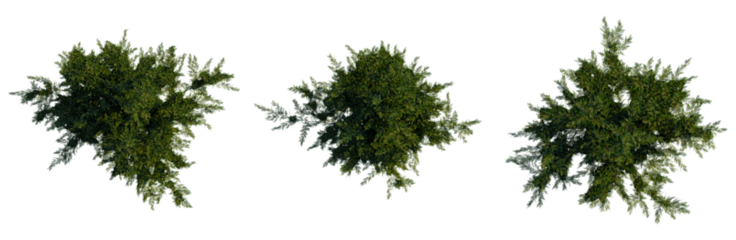 Casuarina equisetifolia tree plan, top view, cutout, transparent background, isolate, Lush Green Evergreen Branches - Perfect for Seasonal Design & Composition