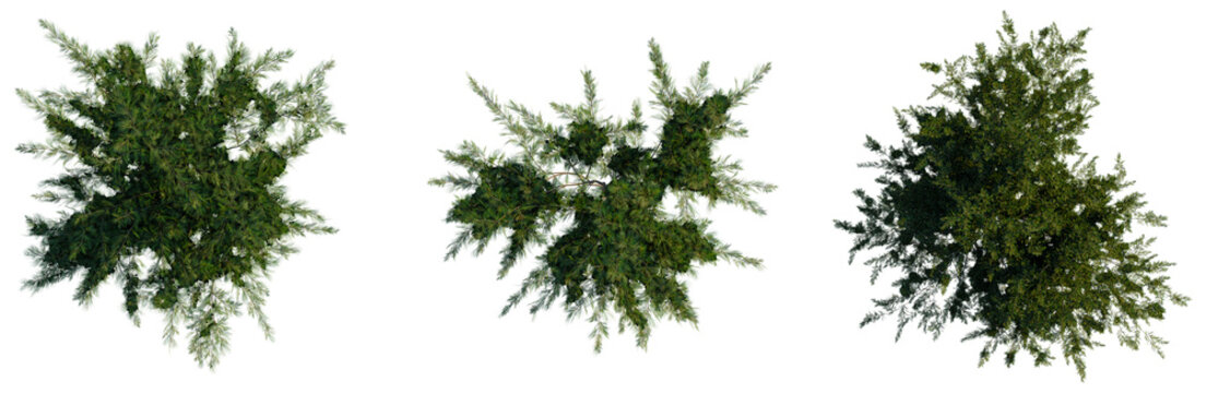 Casuarina equisetifolia tree plan, top view, cutout, transparent background, isolate, Conifer Branches Collection - Evergreen Pine Foliage for Seasonal Designs