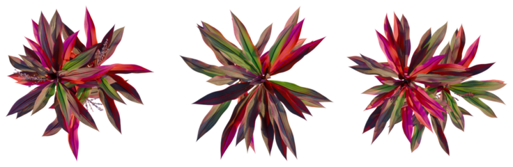 Cordyline fruticosa tree plan, top view, cutout, transparent background, isolate, Colorful Cordyline Fronds - Vibrant Tropical Leaves for Design Projects