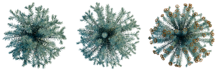 Euphorbia Blue Haze tree plan, top view, cutout, transparent background, isolate, Conifer Branches Collection - Evergreen Tree Foliage for Seasonal Design Elements