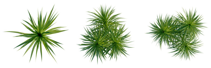 Pandanus amaryllifolius tree plan, top view, cutout, transparent background, isolate, Green palm fronds collection, natural tropical leaves, botanical elements png cutout