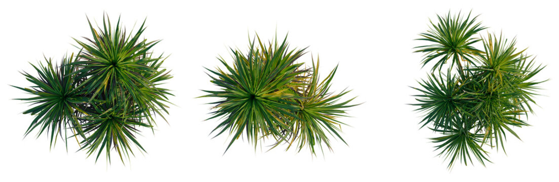 Pandanus amaryllifolius tree plan, top view, cutout, transparent background, isolate, Vibrant Dracaena Marginata Plants - Decorative Foliage for Interior Design Projects