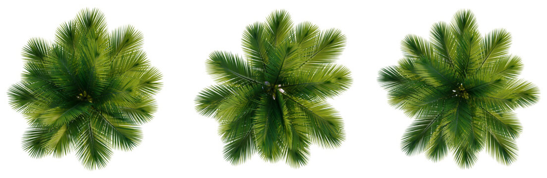 Rhopalostylis sapida tree plan, top view, cutout, transparent background, isolate, Lush Green Palm Fronds - Three Tropical Leaves for Design Projects