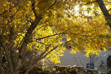 autumn leaves in the park