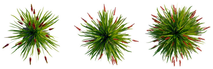 Xeronema callistemon tree plan, top view, cutout, transparent background, isolate, Vibrant Green Grass Tufts with Red Seed Heads - Botanical Elements for Design