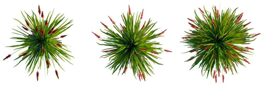 Xeronema callistemon tree plan, top view, cutout, transparent background, isolate, Vibrant Green Grass Tufts with Red Seed Heads - Botanical Elements for Design