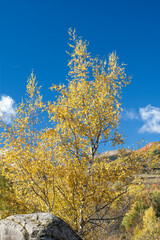 Fototapeta premium autumn in the mountains