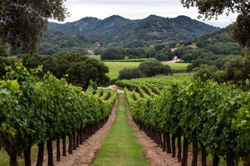 Naklejka premium Vineyard with grapevines and mountain backdrop