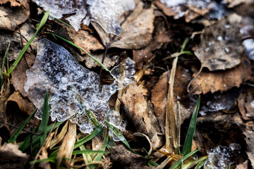 zima, lód,mróz, szron, śnieg, talfa, liście, las, © Estera