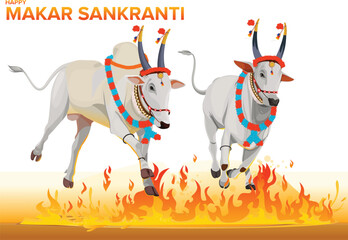 Makar Sankranti Festival with Bulls Jumping Over Fire, Makar Sankranti Festival Karnataka, Happy Pongal Harvest Festival