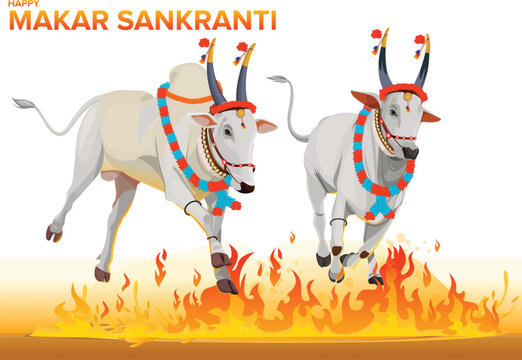 Makar Sankranti Festival with Bulls Jumping Over Fire, Makar Sankranti Festival Karnataka, Happy Pongal Harvest Festival
