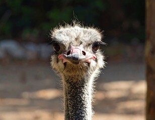 A close-up portrait showcases a peculiar avian creature staring directly at the viewer with curious, expressive eyes