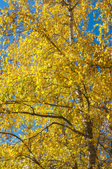 yellow autumn leaves
