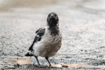 Obraz premium A crow chick, a small crow has fallen out of its nest and is sitting scared on a branch near the ground.