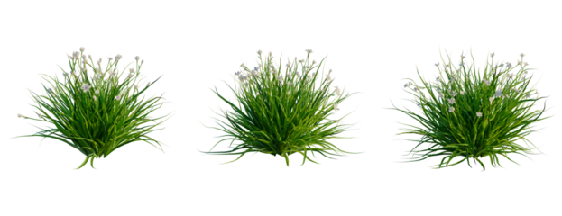 Dietes grandiflora tree, front view, cutout, transparent background, isolate, Green grass with small white flowers, natural foliage for spring or summer design