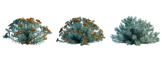 Euphorbia Blue Haze tree, front view, cutout, transparent background, isolate, Three sprigs of evergreen with orange berries, natural botanical elements, floral arrangement