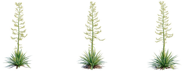 Furcraea foetida tree, front view, cutout, transparent background, isolate, Yuccas with flowering stalks, vibrant green foliage, desert plants, botanical illustration © DH Tree Stock