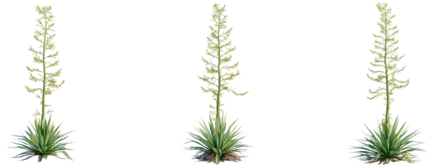 Furcraea foetida tree, front view, cutout, transparent background, isolate, Yuccas with flowering stalks, vibrant green foliage, desert plants, botanical illustration