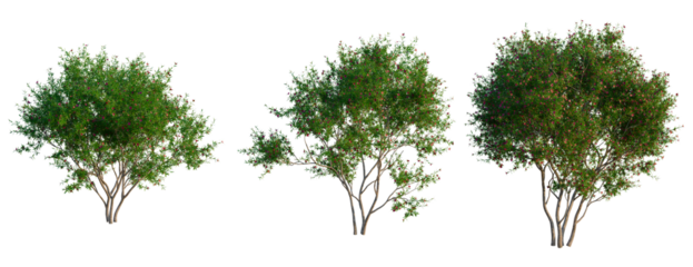 Leptospermum scoparium tree, front view, cutout, transparent background, isolate, Three blooming oleander shrubs with vibrant green foliage and pink flowers