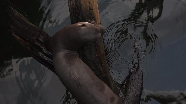 Giant otter Pteronura brasiliensis swimming in a river