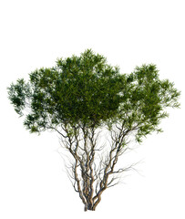 Obraz premium Melaleuca lanceolata tree, front view, cutout, transparent background, isolate, Lush Green Tree with Twisted Trunk on a Clean Background - Ideal for Compositing