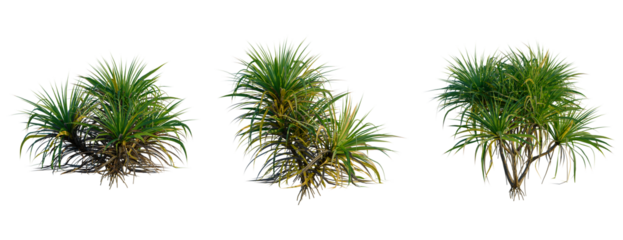 Pandanus amaryllifolius tree, front view, cutout, transparent background, isolate, Three vibrant green palm plants with root systems against a neutral background