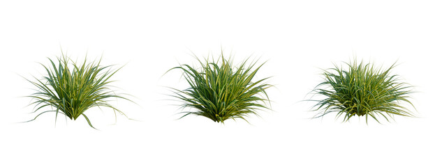 Pandanus baptistii Variegata tree, front view, cutout, transparent background, isolate, Three Vibrant Grass Tufts - Perfect for Landscaping and Natural Designs