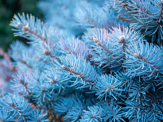 Blue spruce pine branch texture macro background