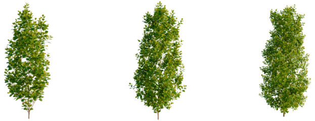 Syzygium paniculatum Backyard Bliss tree, front view, cutout, transparent background, isolate, Three lush green trees with dense foliage, perfect for landscaping projects