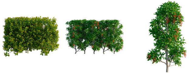 Syzygium paniculatum Backyard Bliss tree, front view, cutout, transparent background, isolate,...