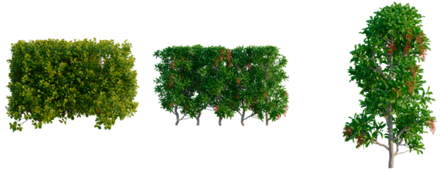 Syzygium paniculatum Backyard Bliss tree, front view, cutout, transparent background, isolate, Three lush green shrubs and trees with vibrant foliage for landscape design projects