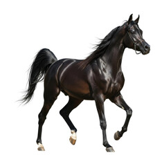 Obraz premium Running black horse arena animal dynamic scene isolated on transparent background