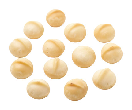 Harvesting macadamia nuts farm food natural isolated on transparent background
