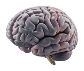 Exploring brain anatomy medical science model clinical isolated on transparent background