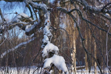 Filigrane Zweige einer Trauerbirke (Betula pendula Youngii) mit Schnee im Winter
