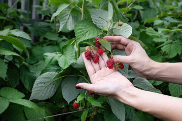 Gardening, harvesting, farming concept. Close-up of an elderly woman's hand picking raspberries in...