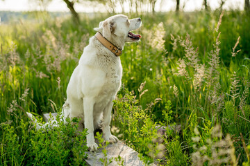 Labrador type mongrel dog in a sunny summer garden
