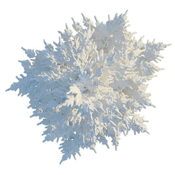 Cedrus libani tree plan, top view, cutout, transparent background, isolate, Delicate Coral Formation - Intricate Ocean Reef Structure for Design Elements