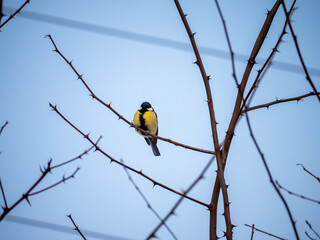Great tit perched on bare thorny branches against a clear winter sky. Small songbird resting and observing surroundings in natural outdoor environment. © Marek
