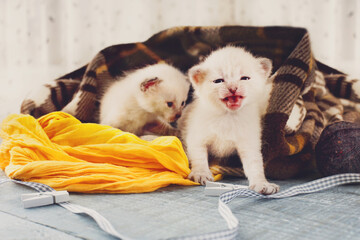 White newborn kittens in a plaid blanket. Sweet adorable tiny kittens on a serenity blue wood...