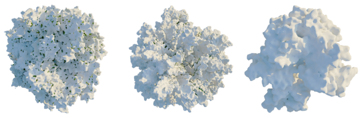 Chamaecyparis obtusa tree plan, top view, cutout, transparent background, isolate, Fluffy Clouds Collection - Soft and Dreamy Sky Elements for Compositing