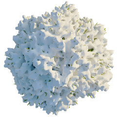Cryptomeria japonica Globosa Nana tree plan, top view, cutout, transparent background, isolate, Abstract 3D Render of a Complex, Textured Cluster with Organic Form