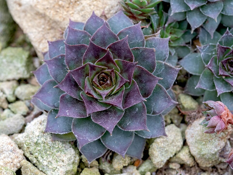 Closeup of a succulent plant, Sempervivum Mahogany