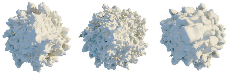 Juniperus scopulorum Wichita Blue tree plan, top view, cutout, transparent background, isolate,...