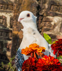 This close-up portrait captures a pure white domestic pigeon with a ruffled neck crest looking past bright marigold blossoms against a rustic brick wall.