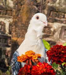This close-up portrait captures a pure white domestic pigeon with a ruffled neck crest looking past bright marigold blossoms against a rustic brick wall.