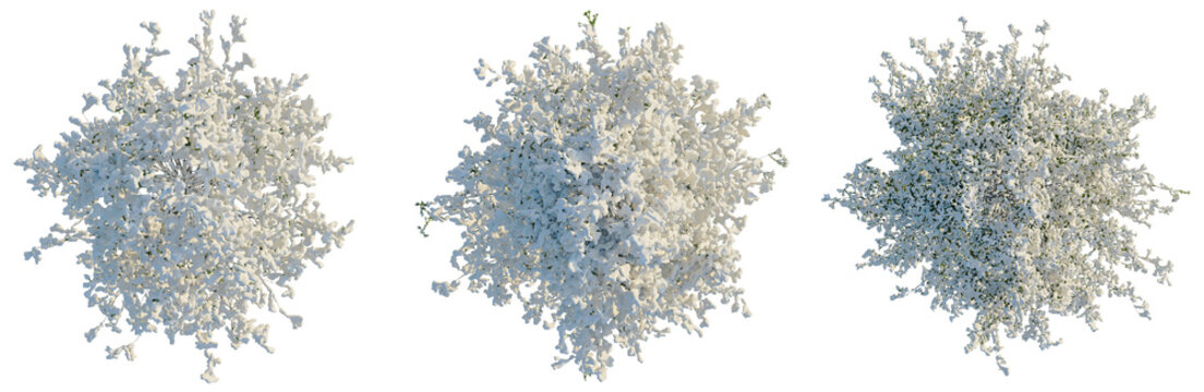 Pseudotsuga menziesi tree plan, top view, cutout, transparent background, isolate, Blooming White Forsythia Branch with Delicate Spring Flowers, High Detail PNG