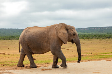 Fototapeta premium Elephant in Addo Elephant Safari Park